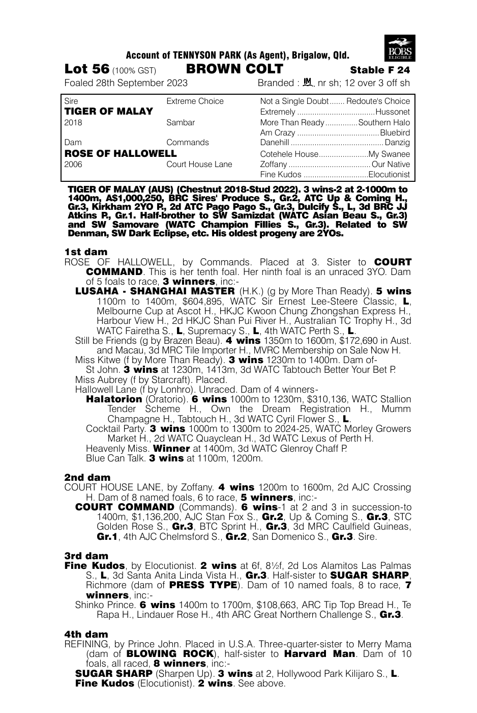 Pedigree - Lot 56