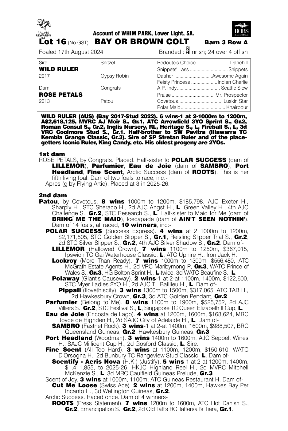 Pedigree - Lot 16