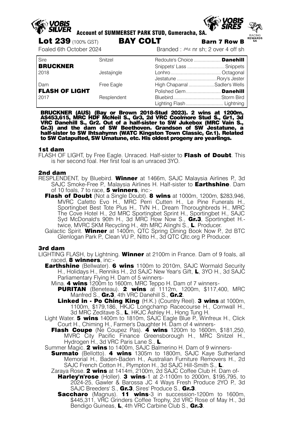 Pedigree - Lot 239