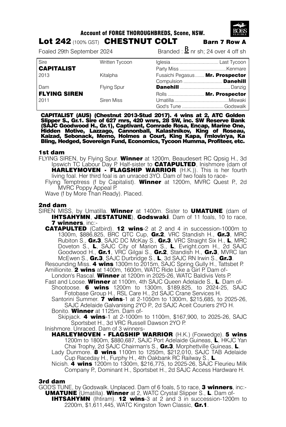 Pedigree - Lot 242