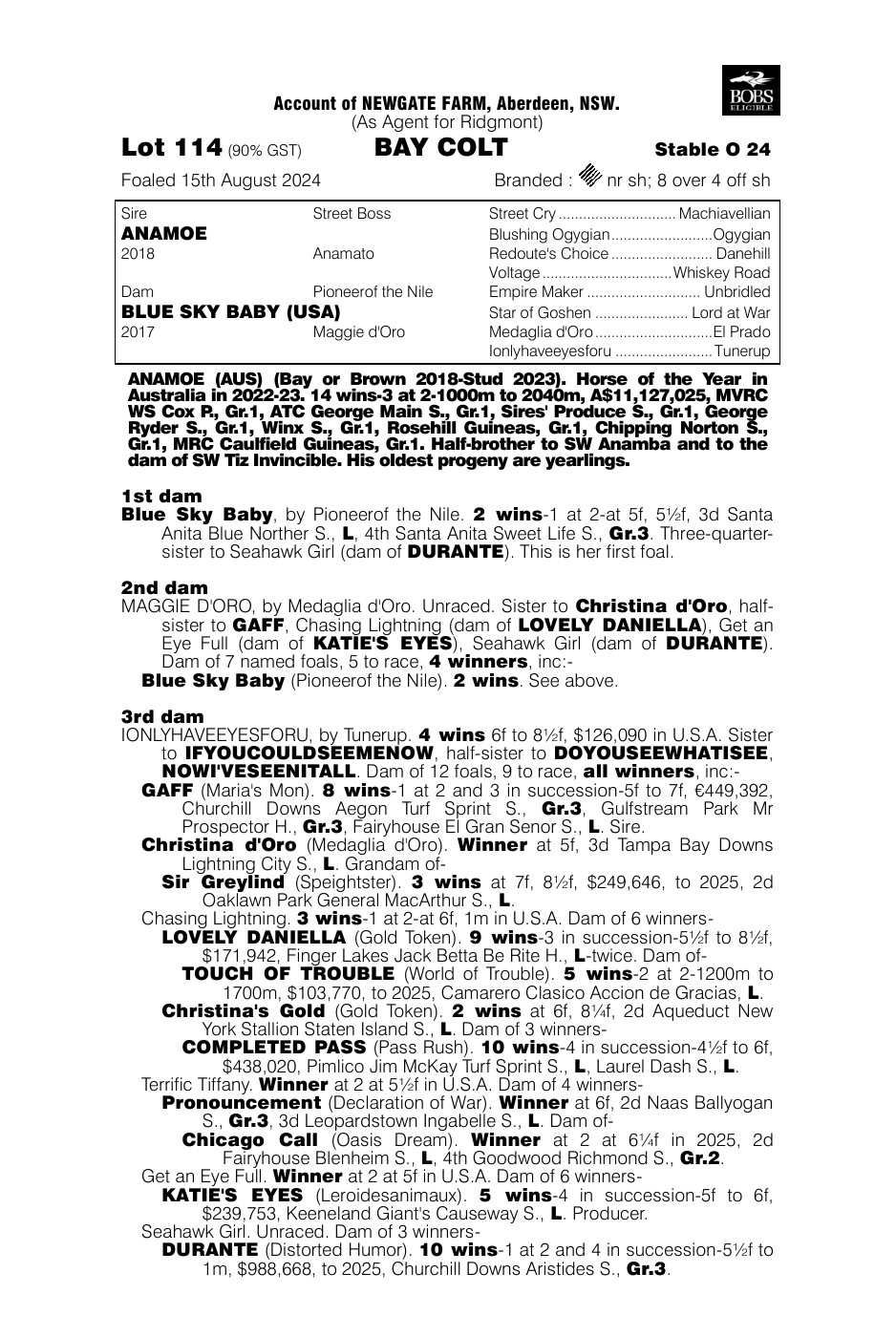 Pedigree - Lot 114