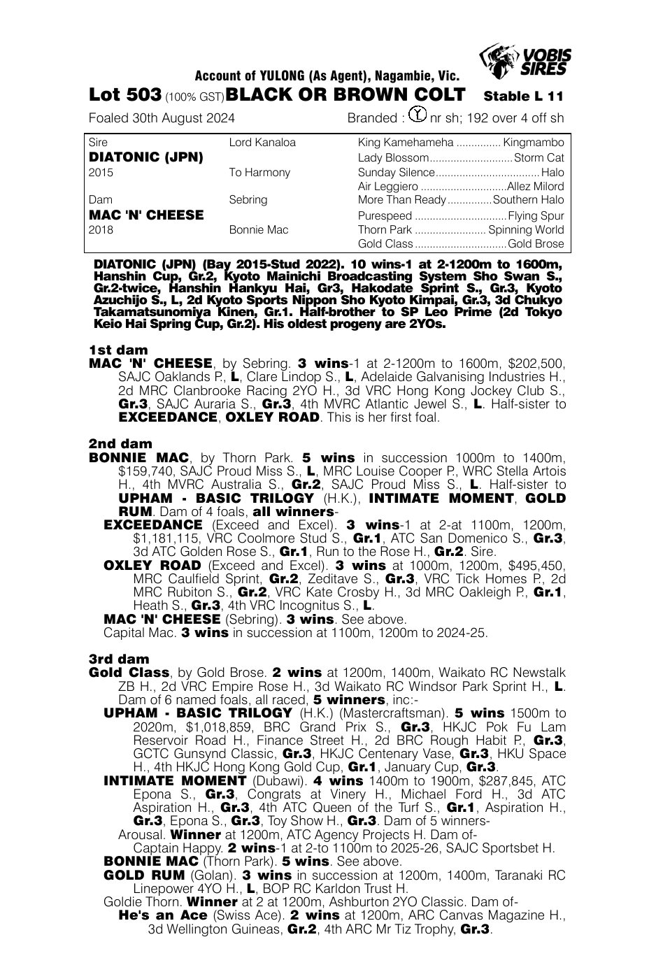 Pedigree - Lot 503