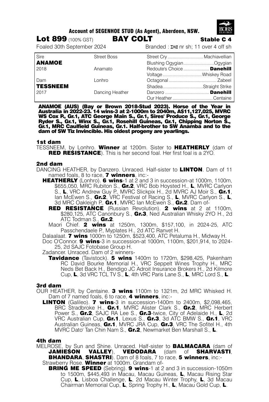 Pedigree - Lot 899