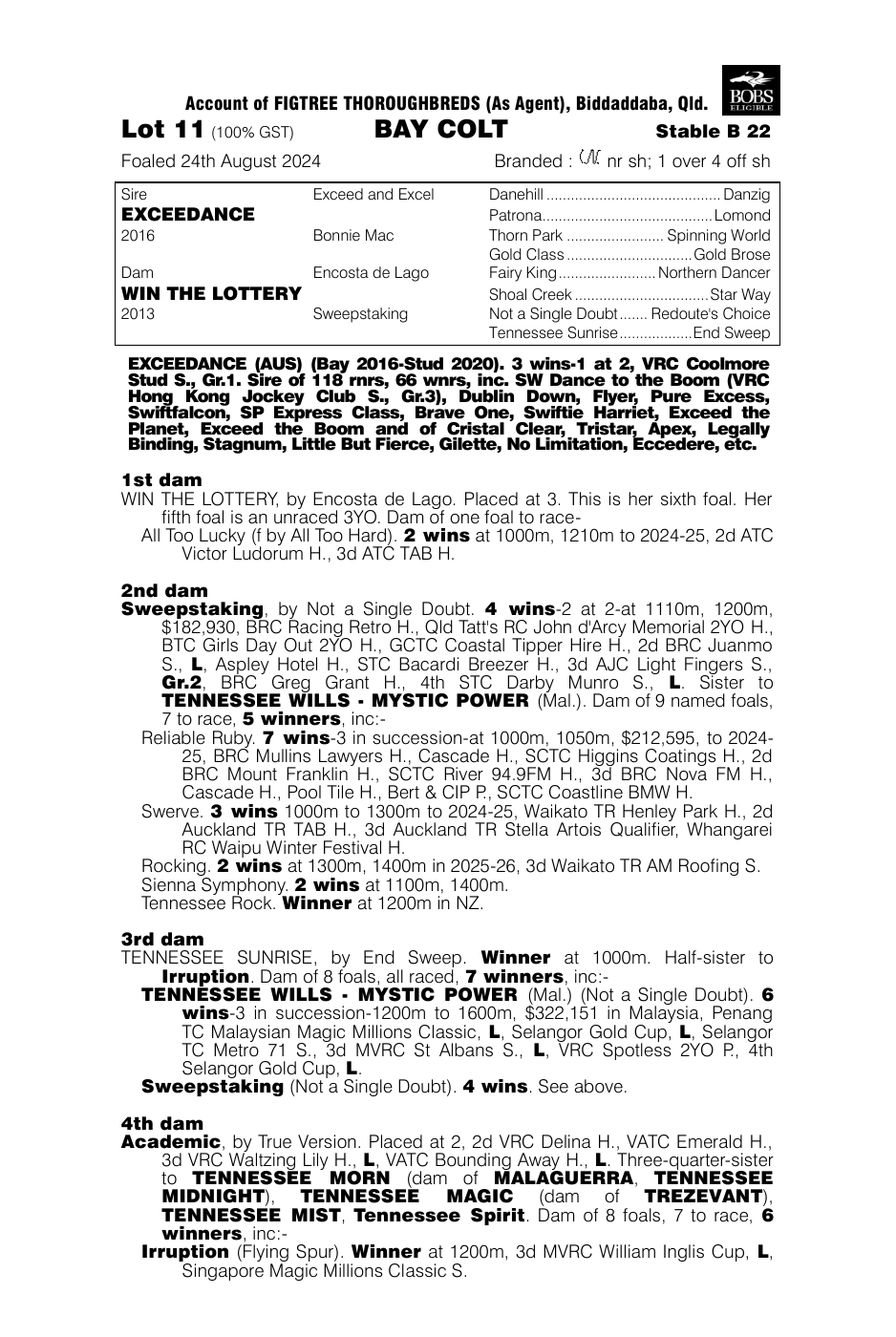 Pedigree - Lot 11