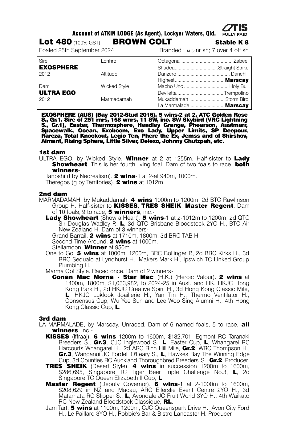 Pedigree - Lot 480