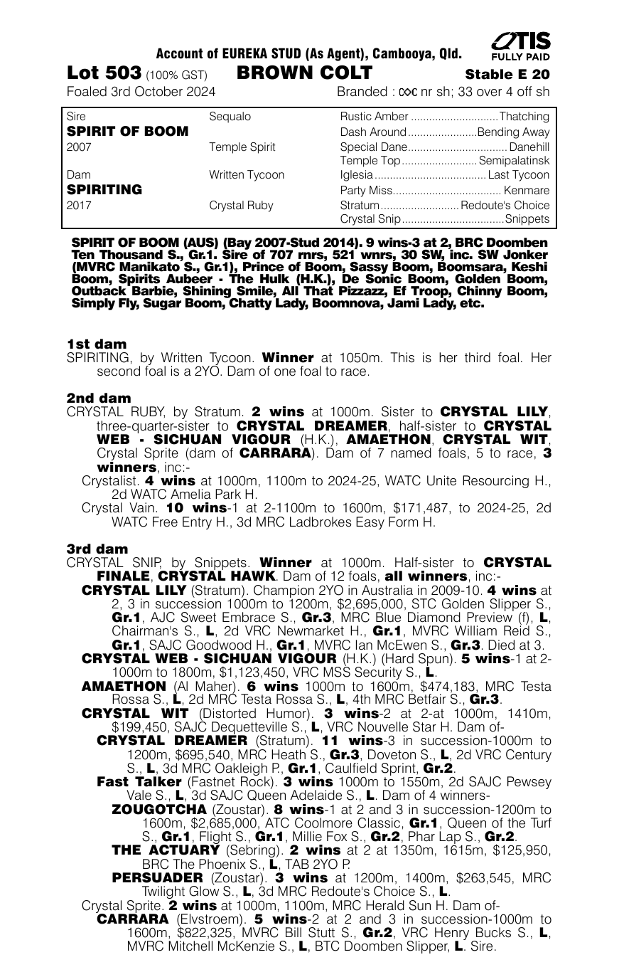 Pedigree - Lot 503