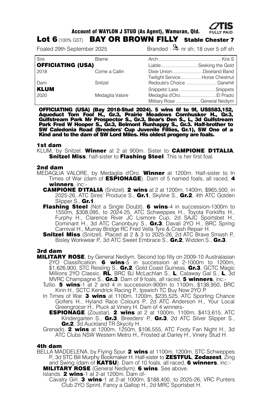 Pedigree - Lot 6