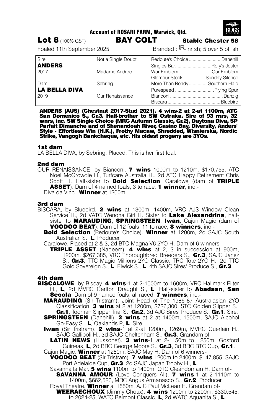 Pedigree - Lot 8