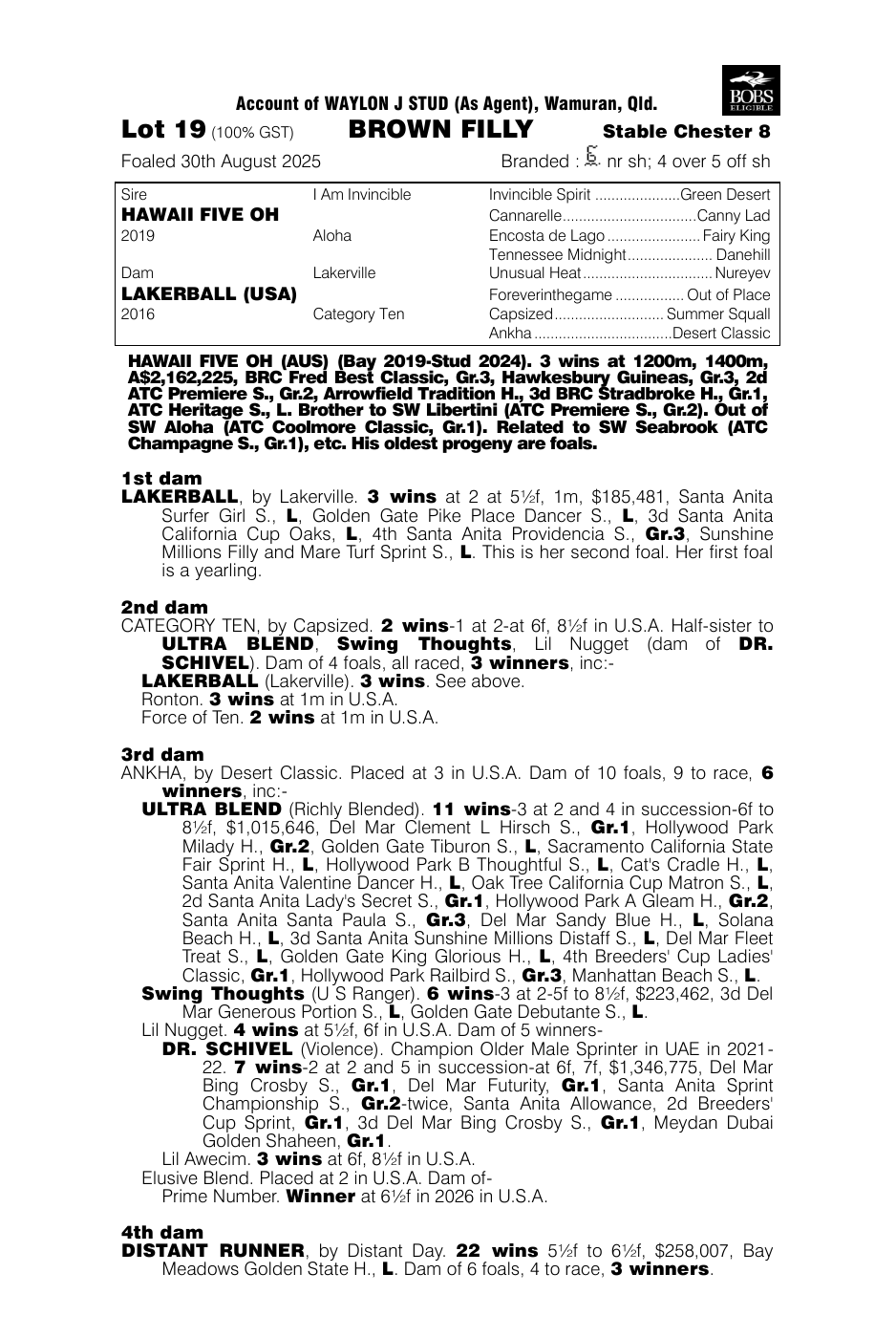 Pedigree - Lot 19