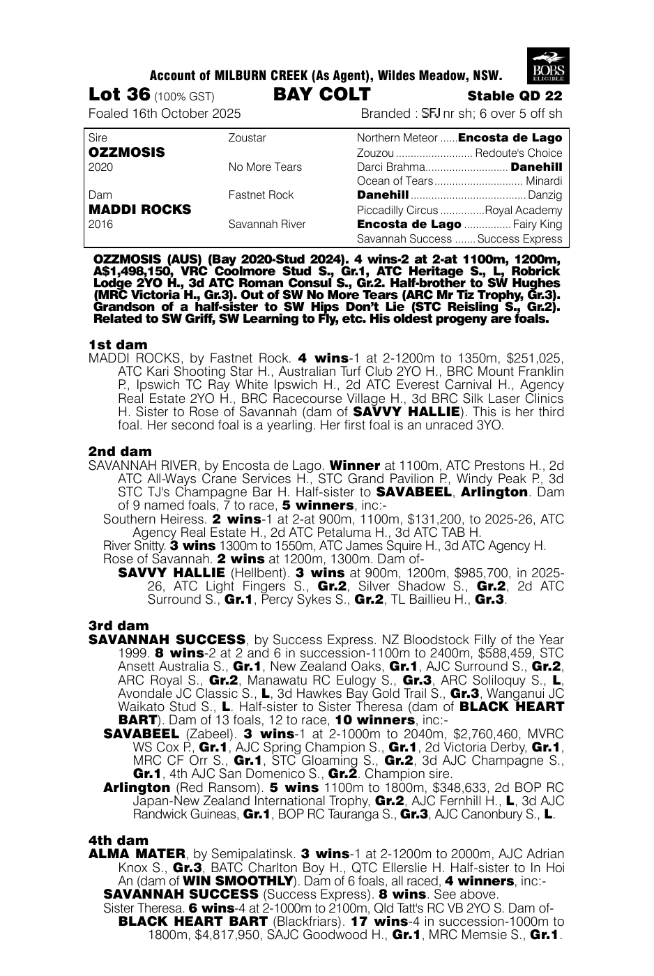Pedigree - Lot 36