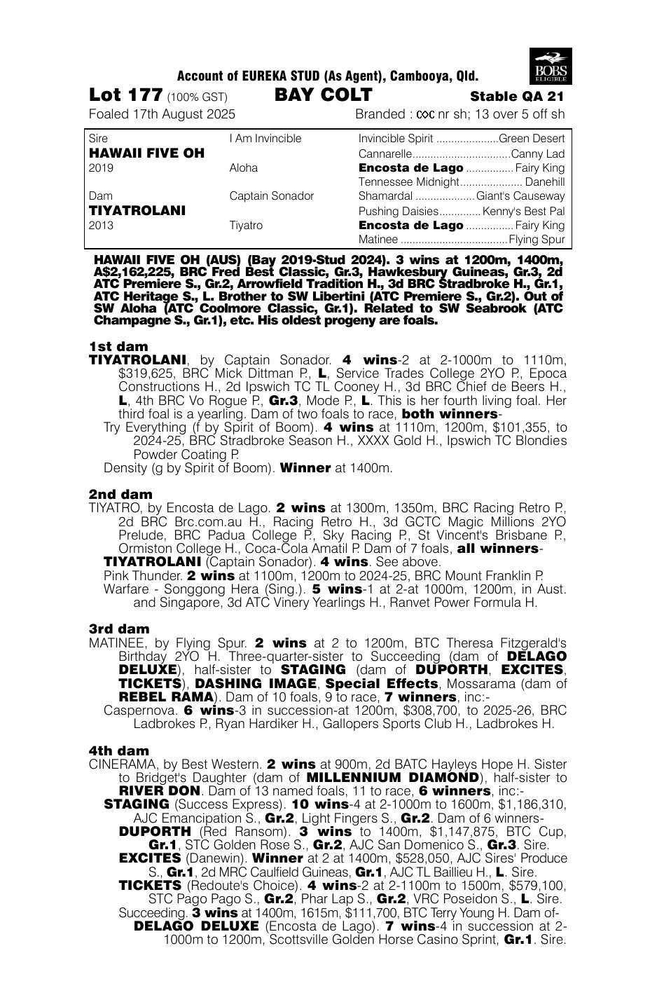 Pedigree - Lot 177