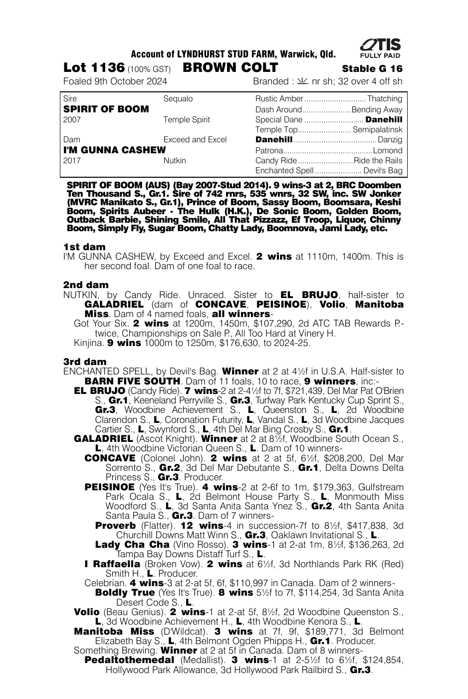 Pedigree - Lot 1136