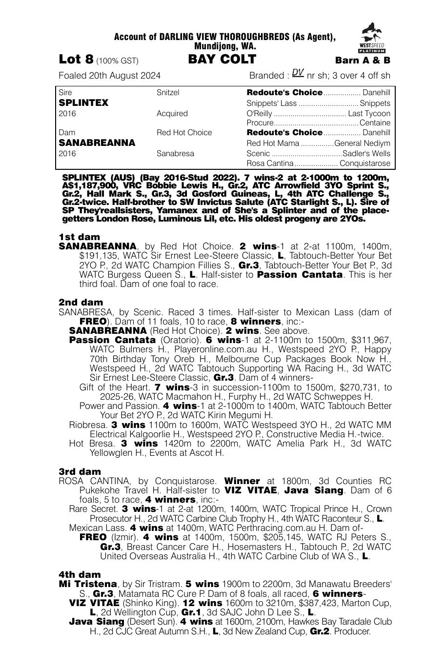 Pedigree - Lot 8