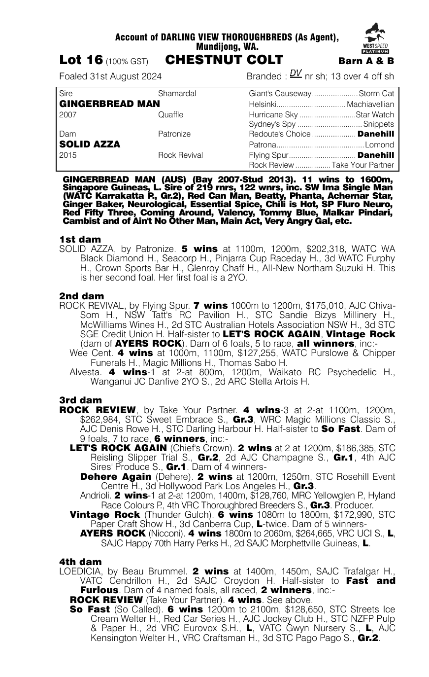 Pedigree - Lot 16