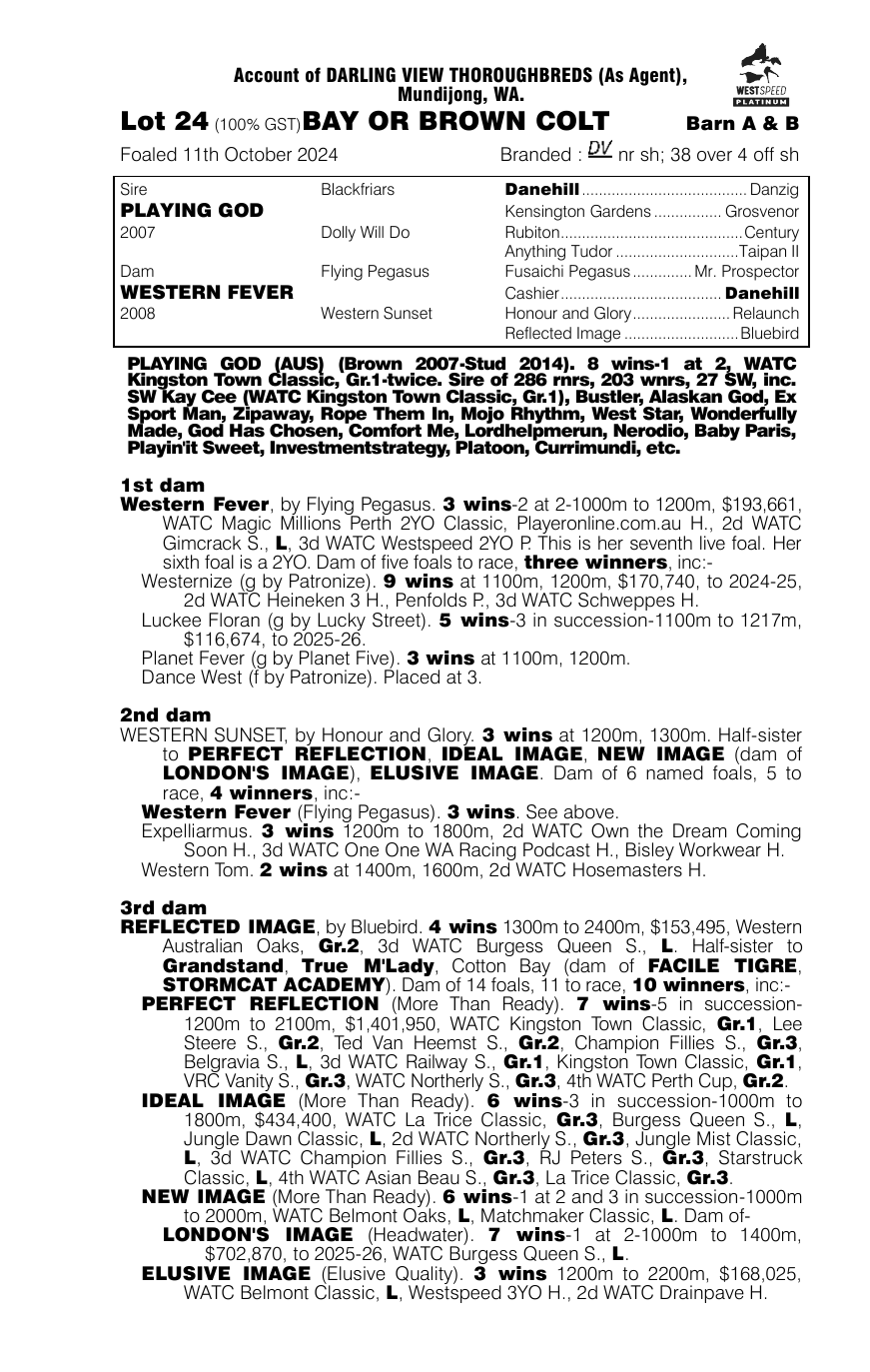 Pedigree - Lot 24