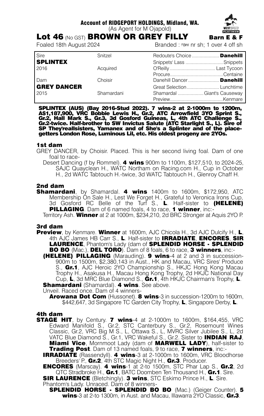 Pedigree - Lot 46