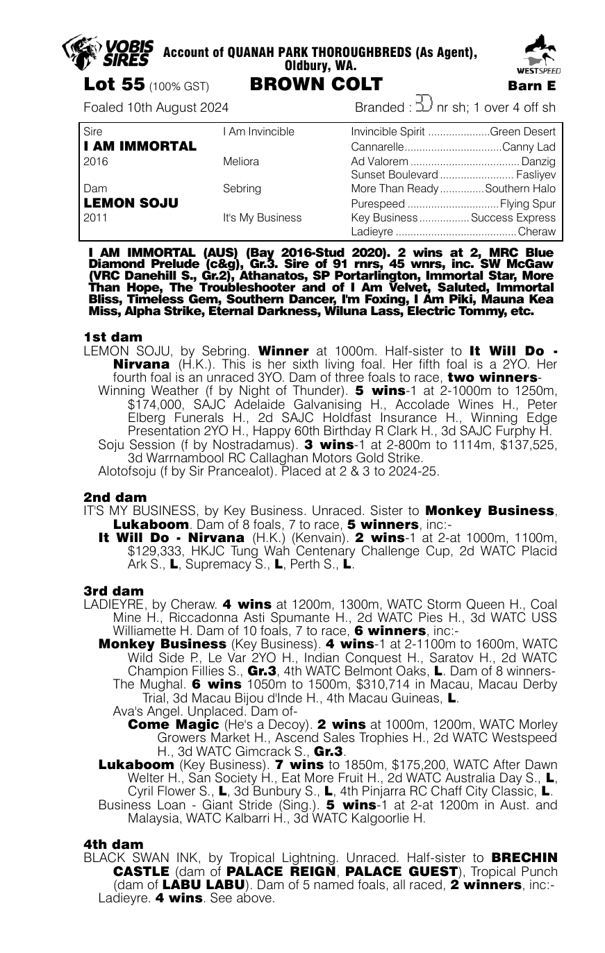 Pedigree - Lot 55
