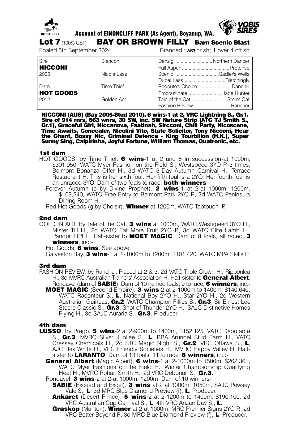 Pedigree - Lot 7