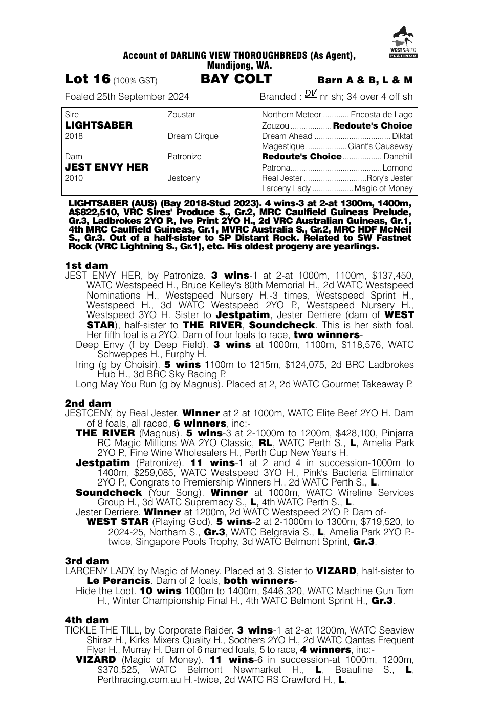 Pedigree - Lot 16