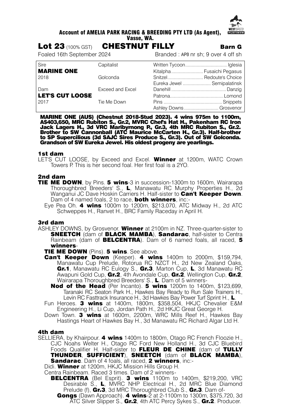 Pedigree - Lot 23