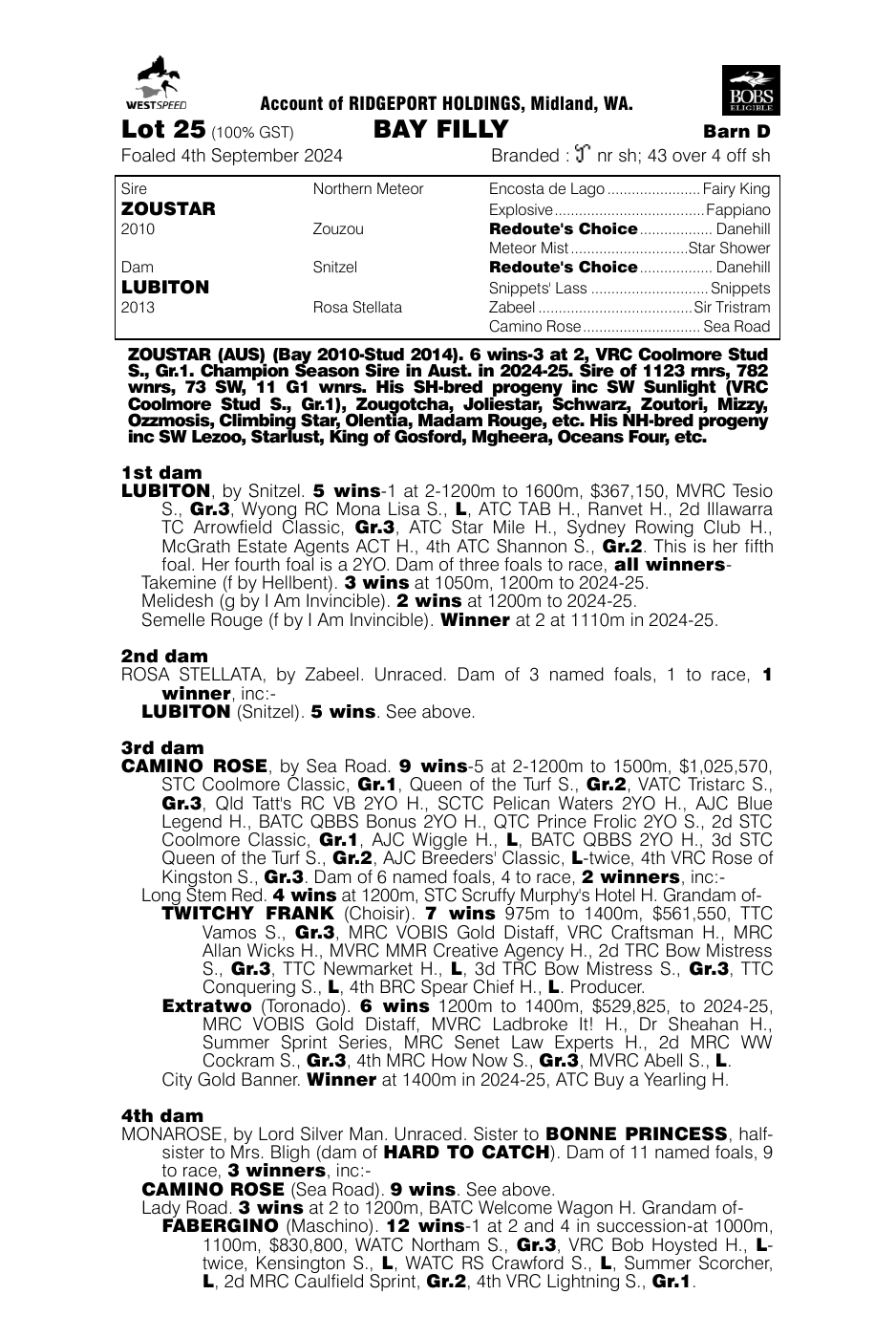 Pedigree - Lot 25
