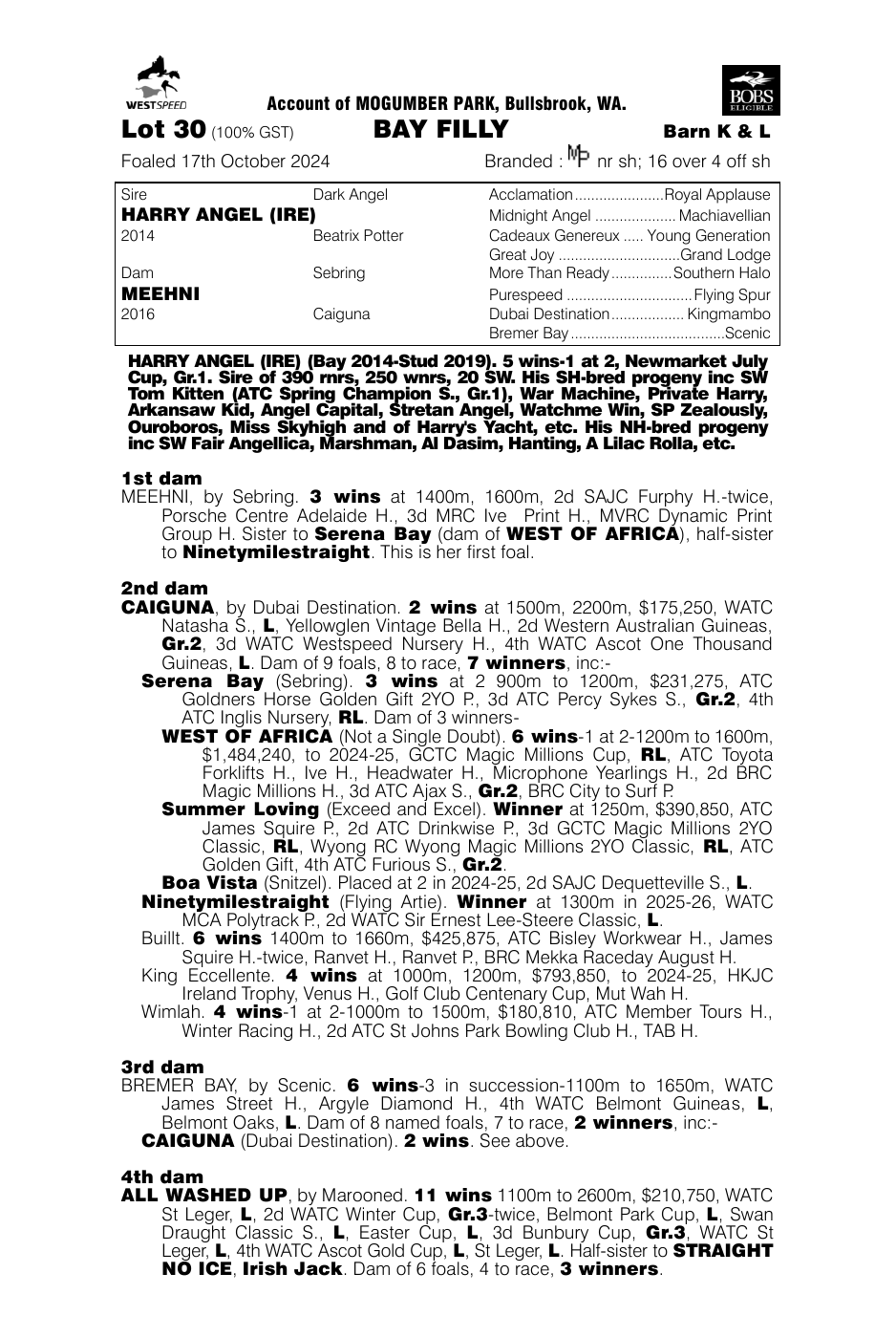 Pedigree - Lot 30