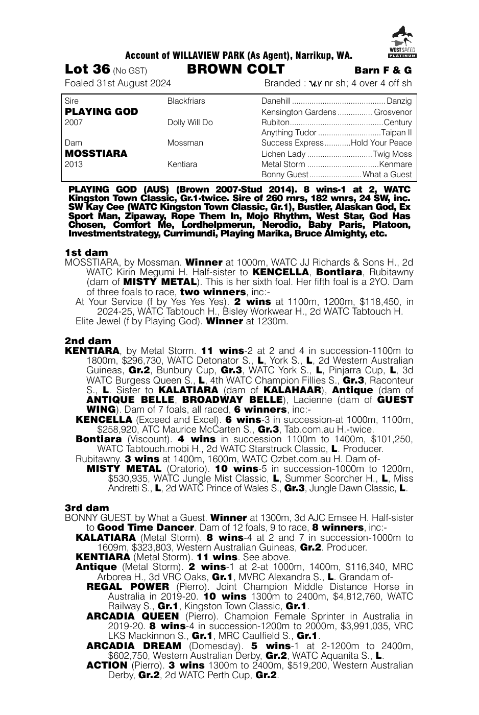Pedigree - Lot 36