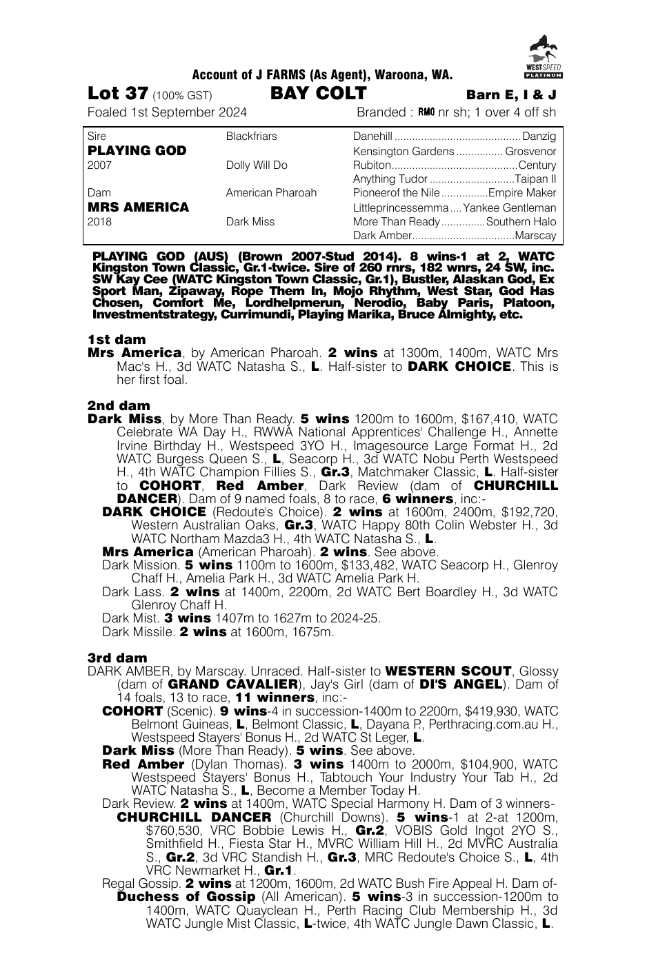 Pedigree - Lot 37