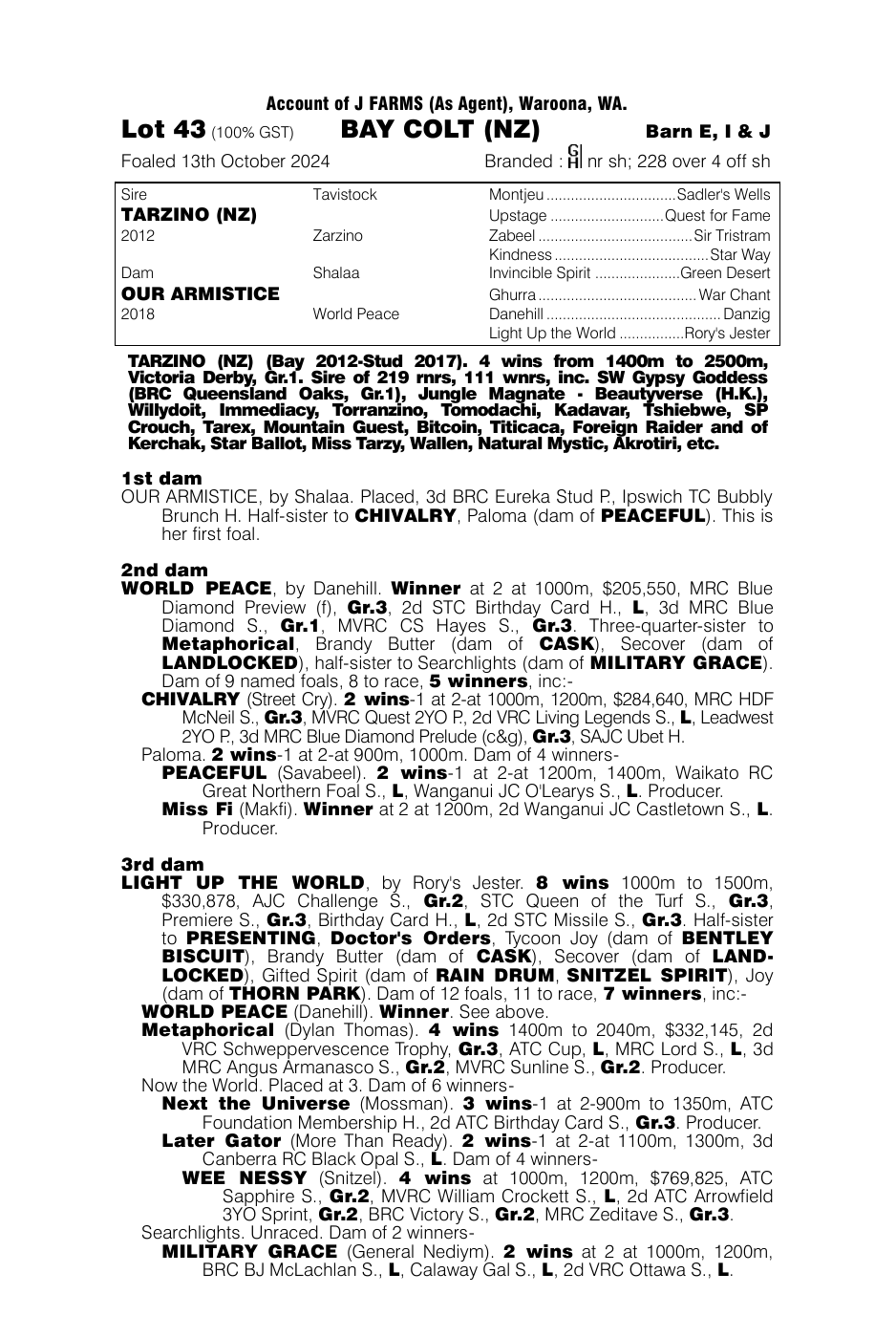 Pedigree - Lot 43
