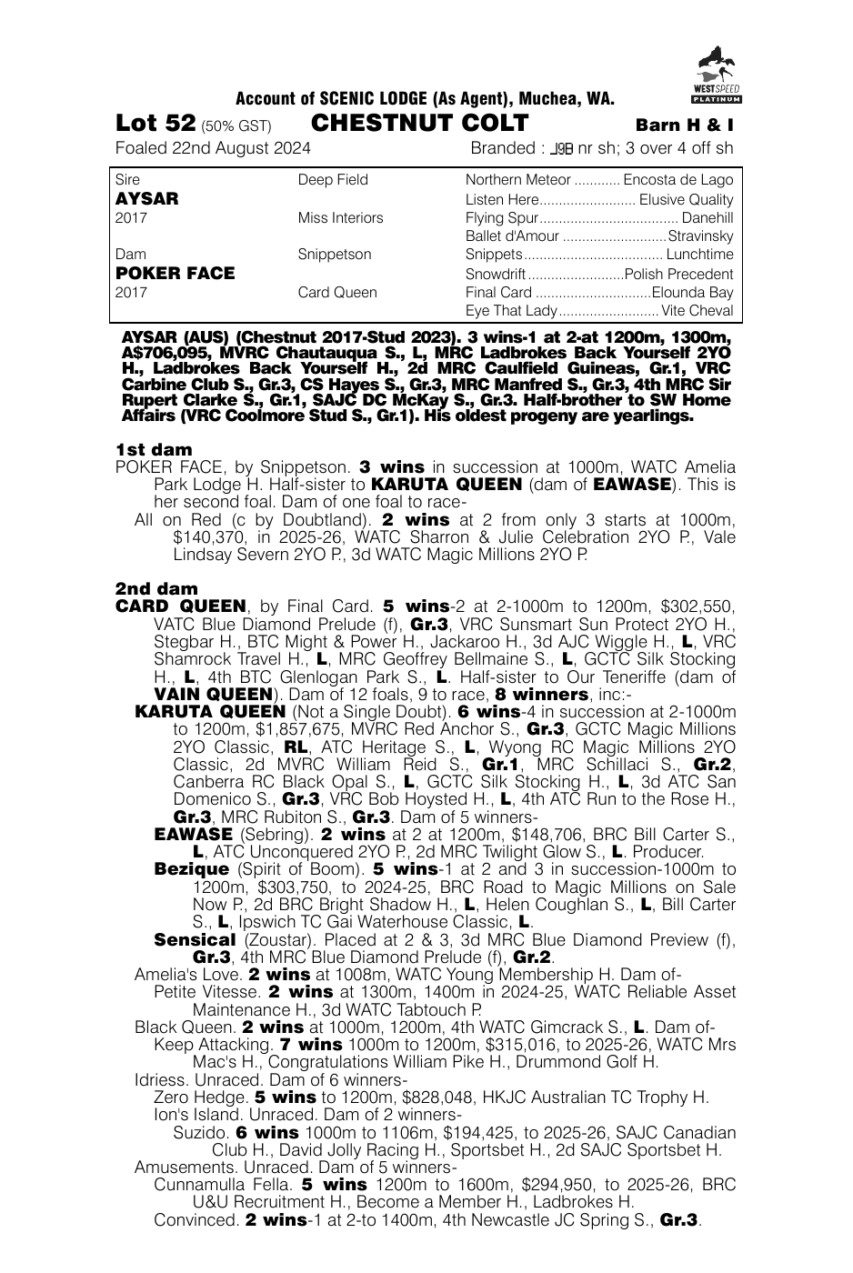 Pedigree - Lot 52