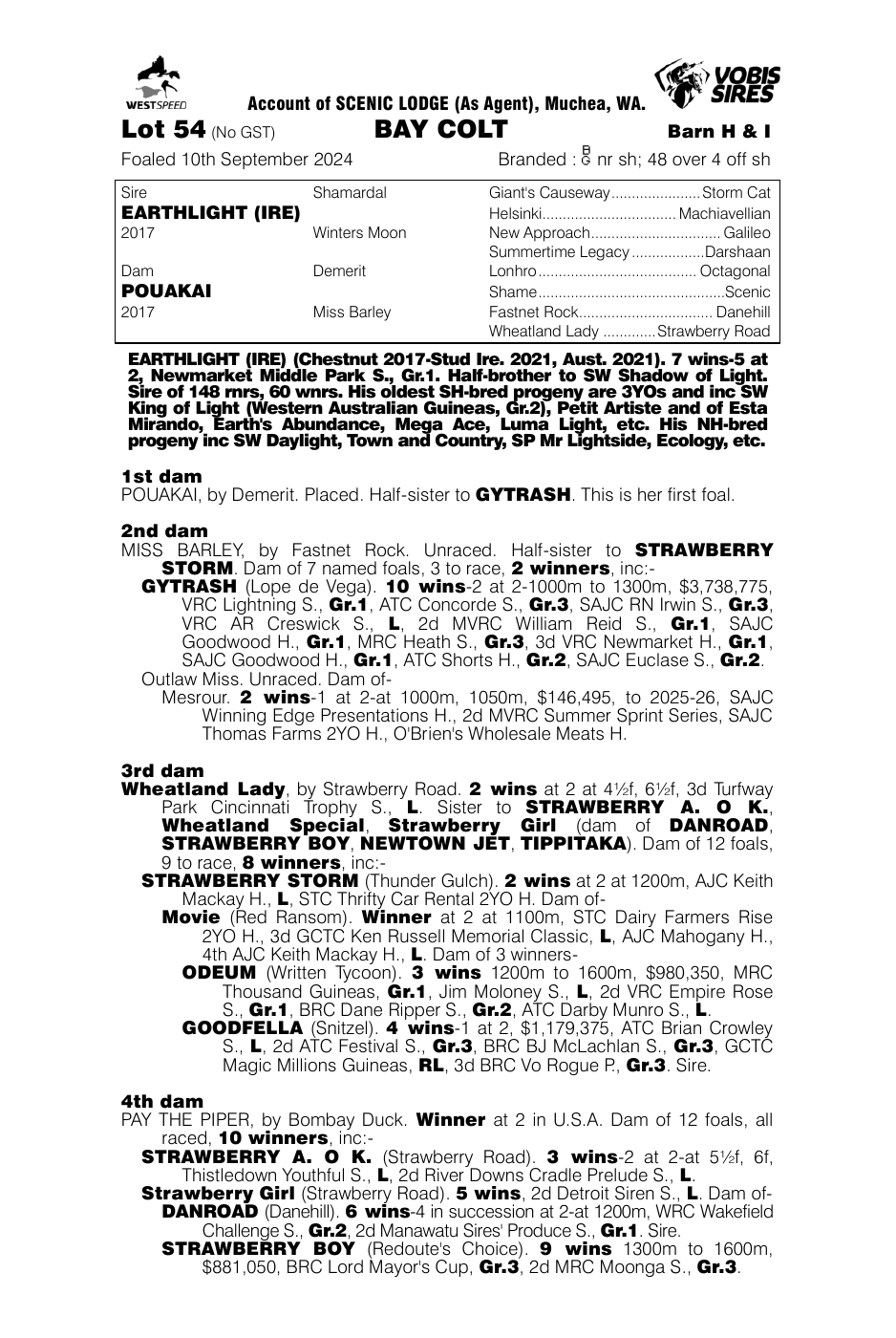 Pedigree - Lot 54