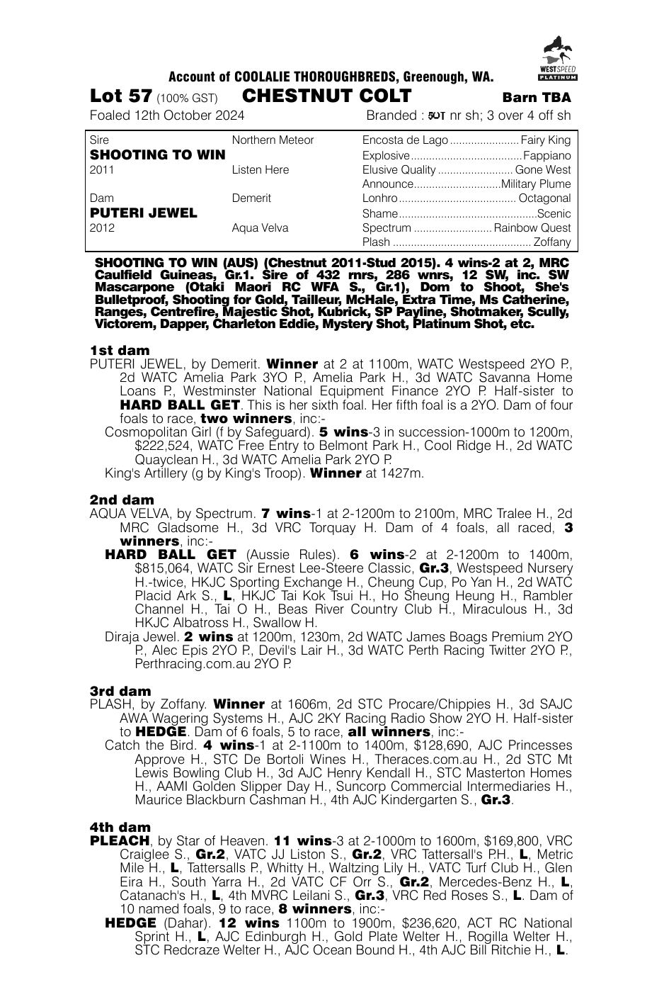 Pedigree - Lot 57