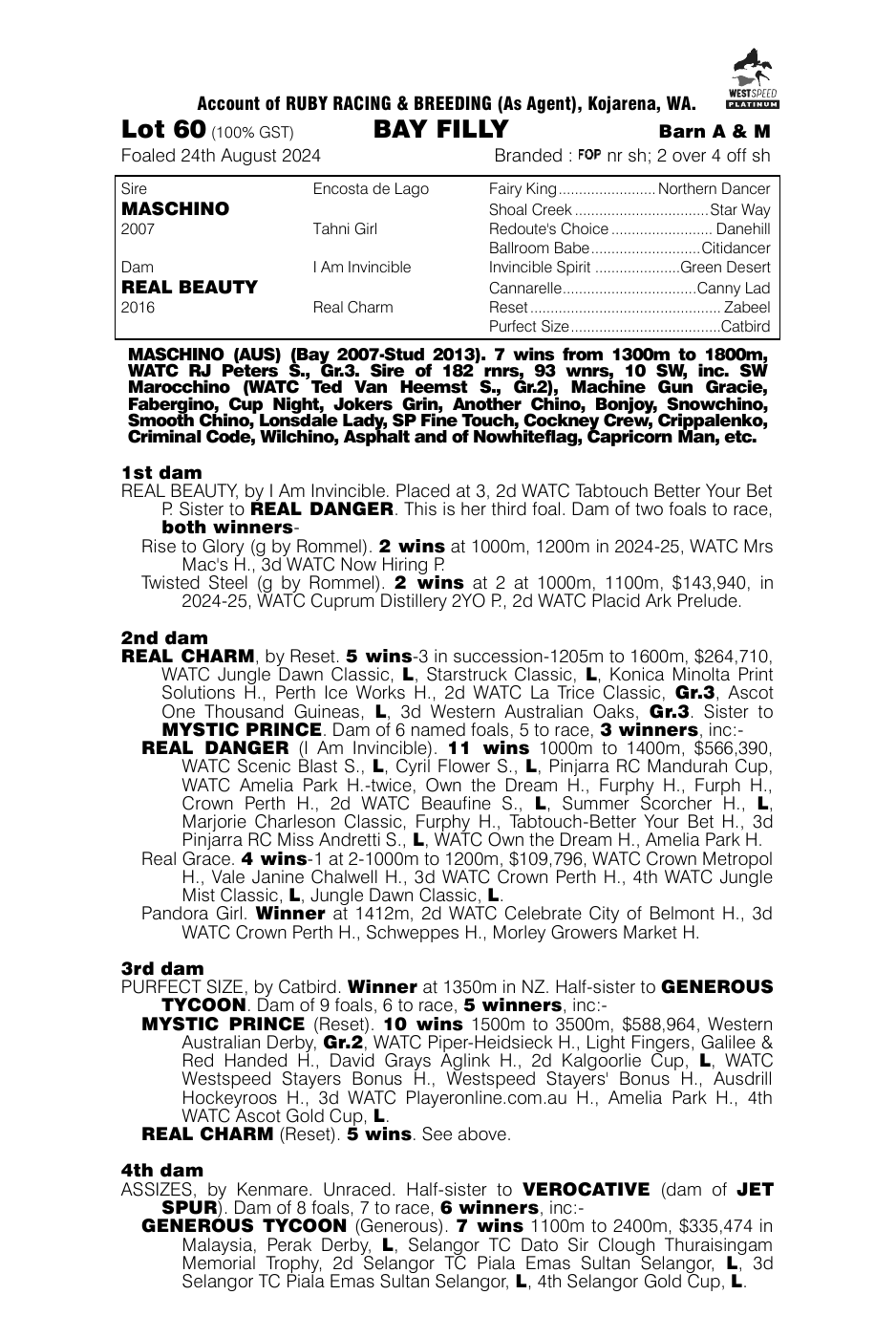 Pedigree - Lot 60