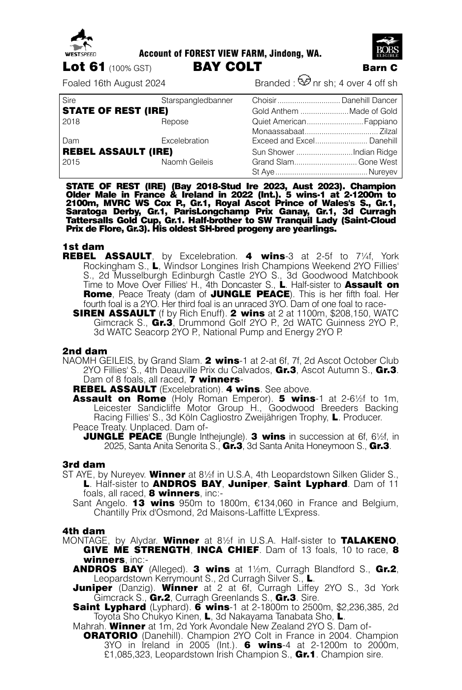 Pedigree - Lot 61