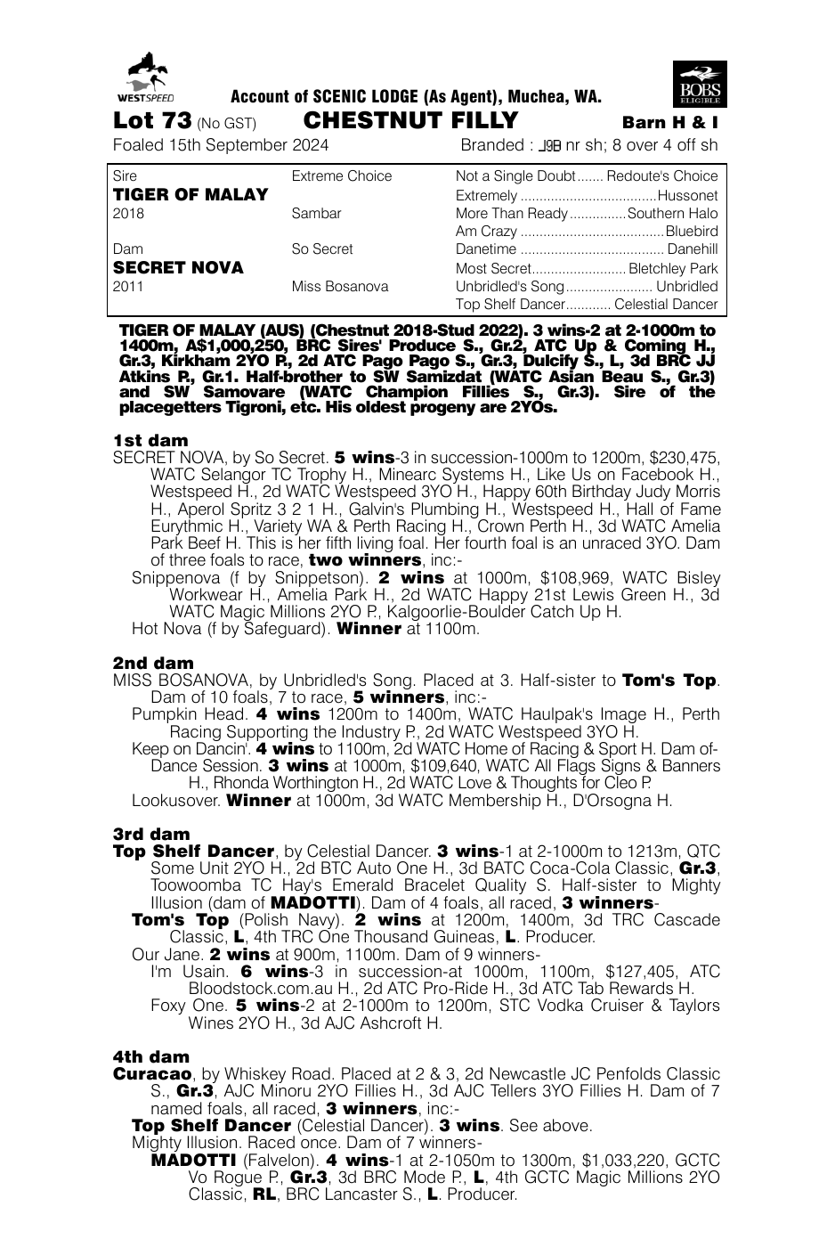 Pedigree - Lot 73