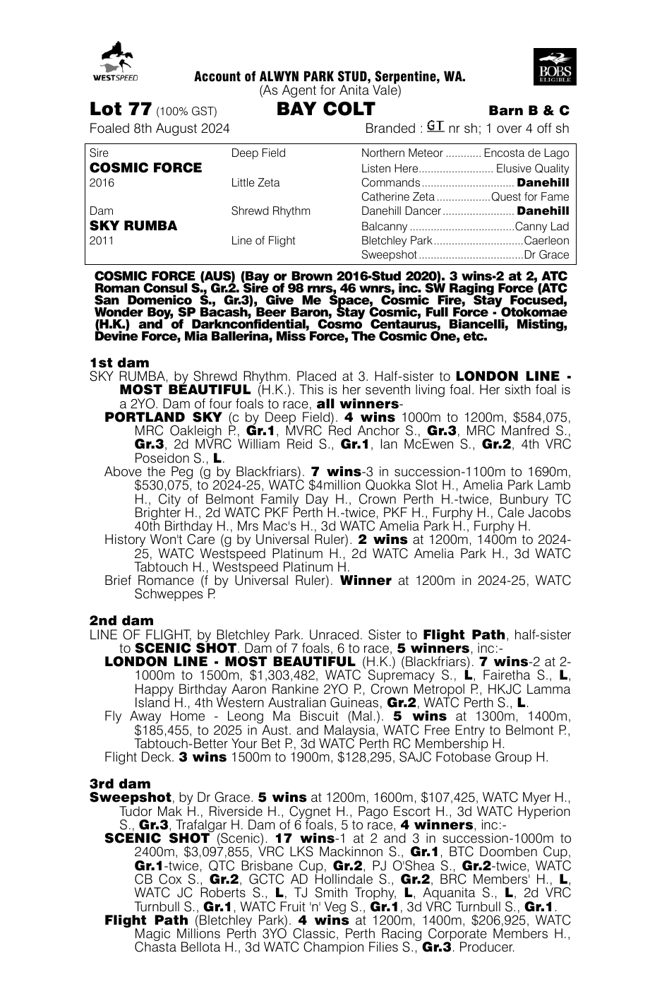 Pedigree - Lot 77