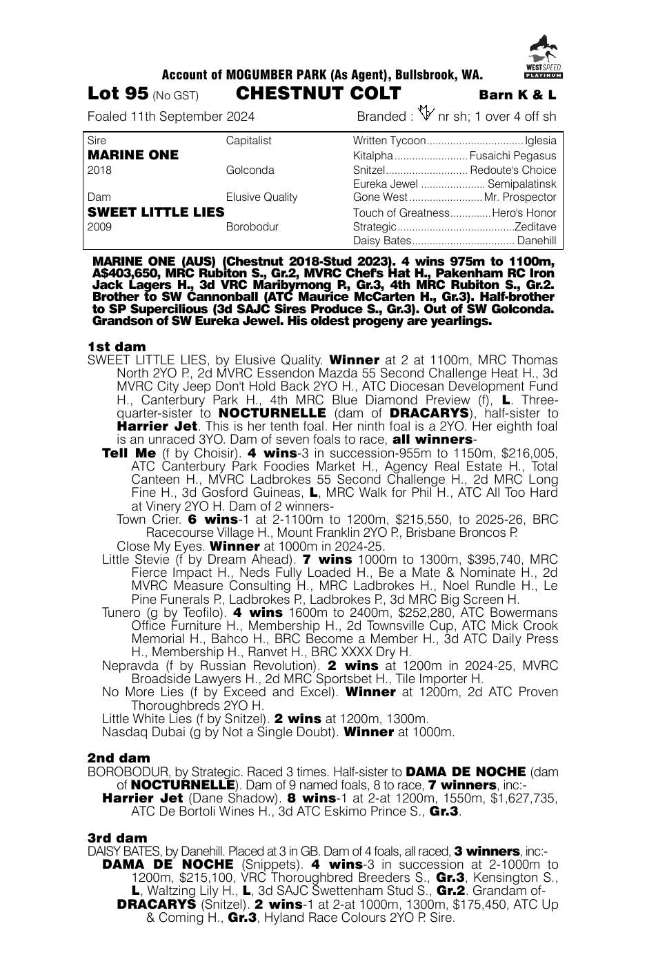 Pedigree - Lot 95
