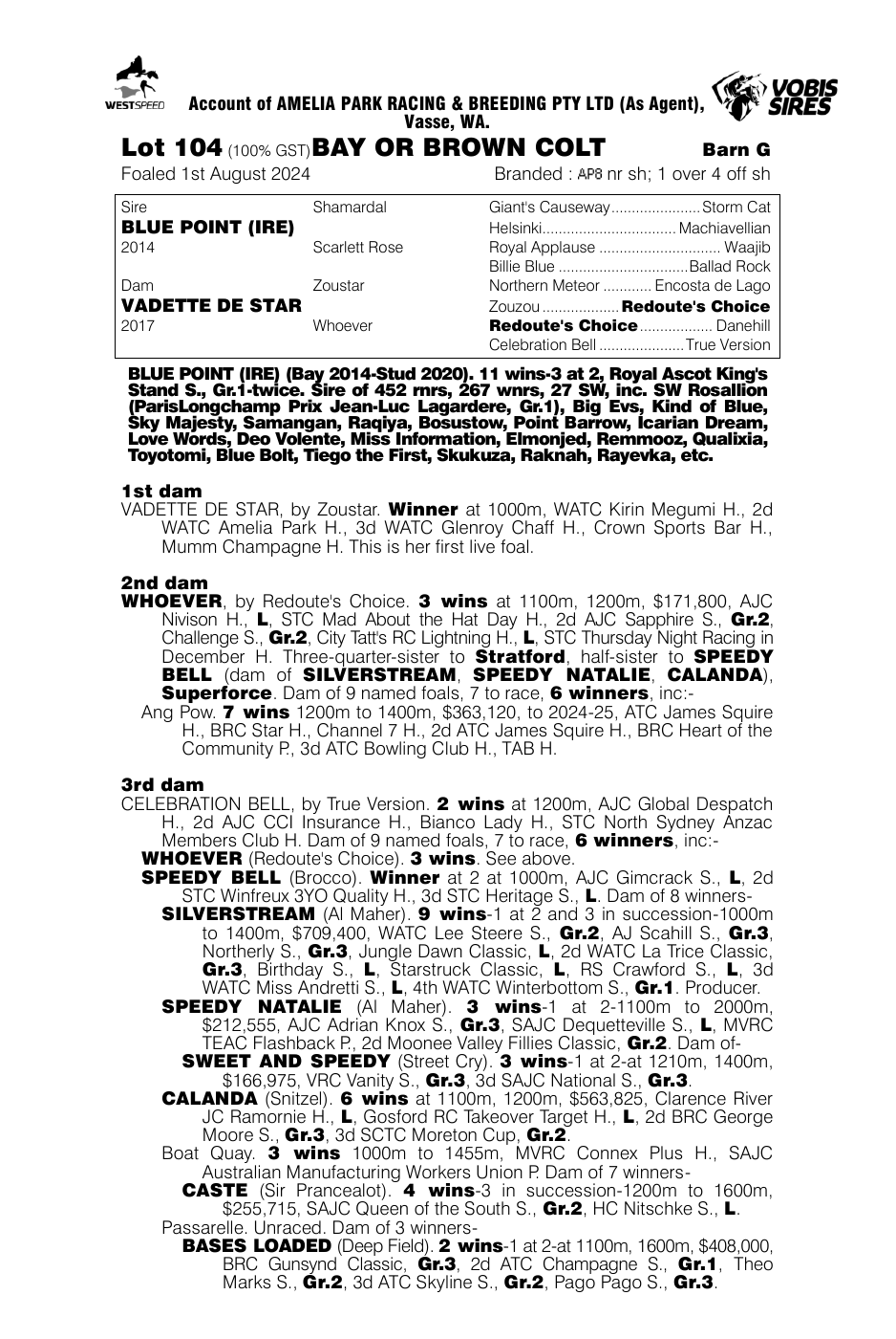 Pedigree - Lot 104