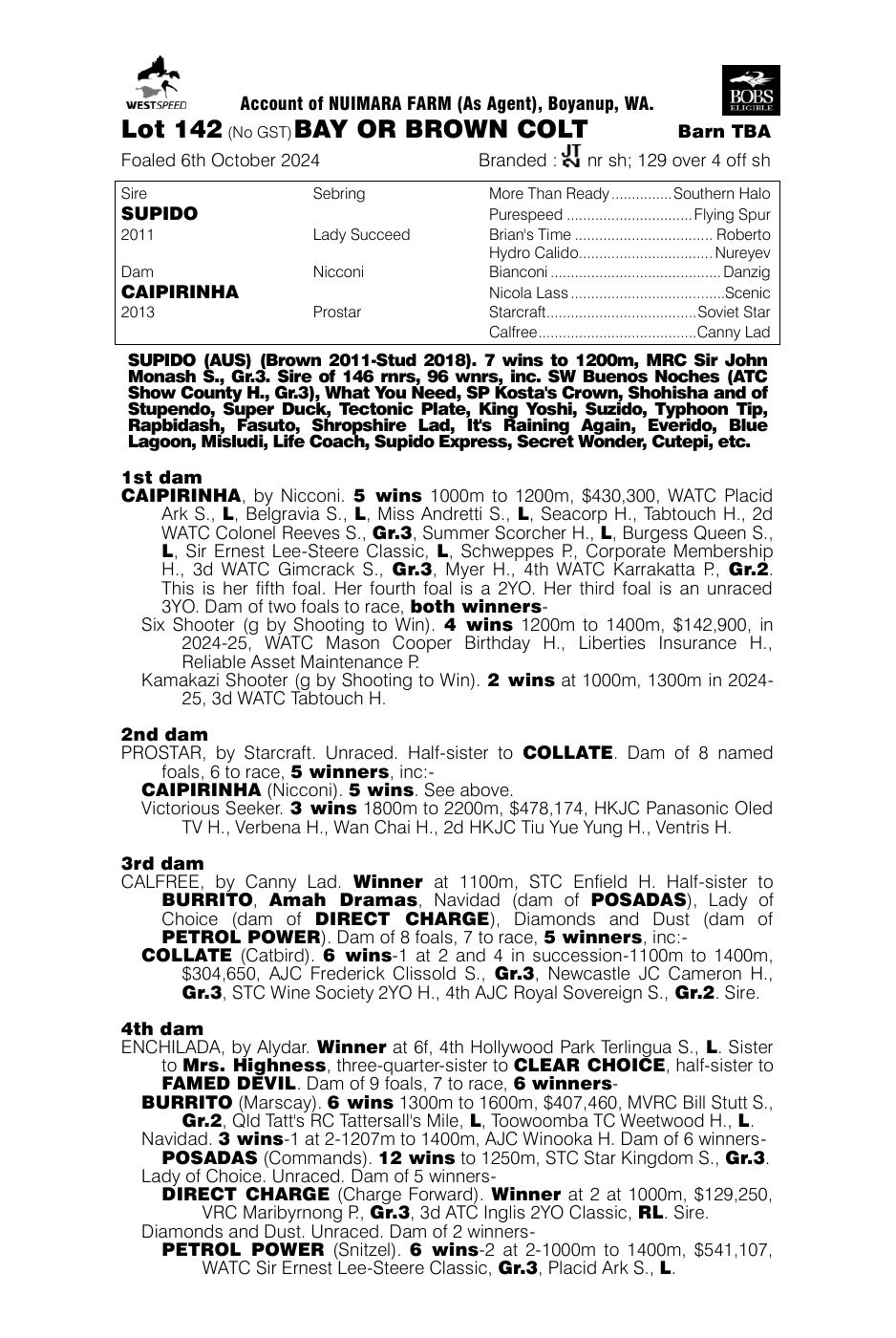 Pedigree - Lot 142