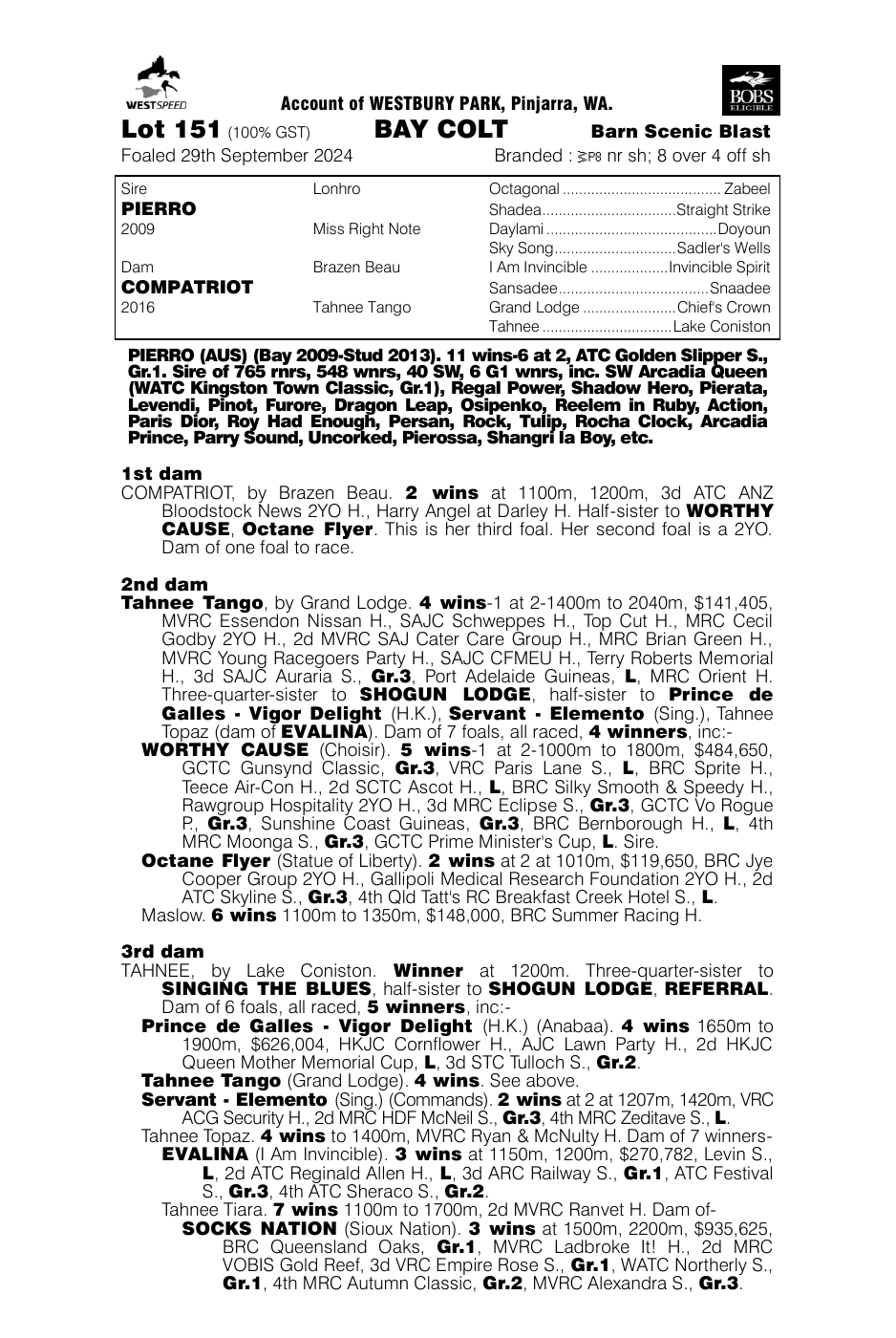 Pedigree - Lot 151