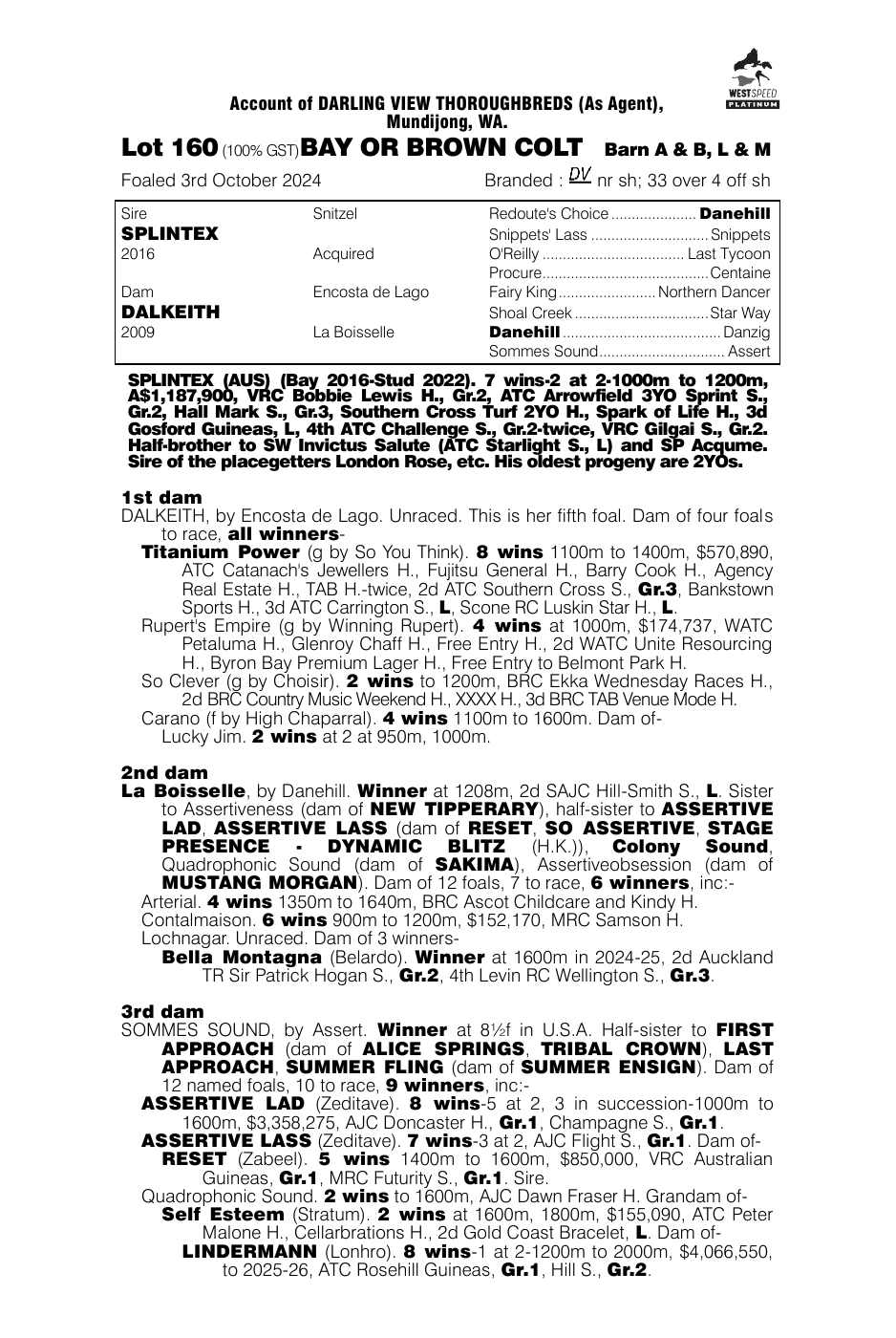 Pedigree - Lot 160