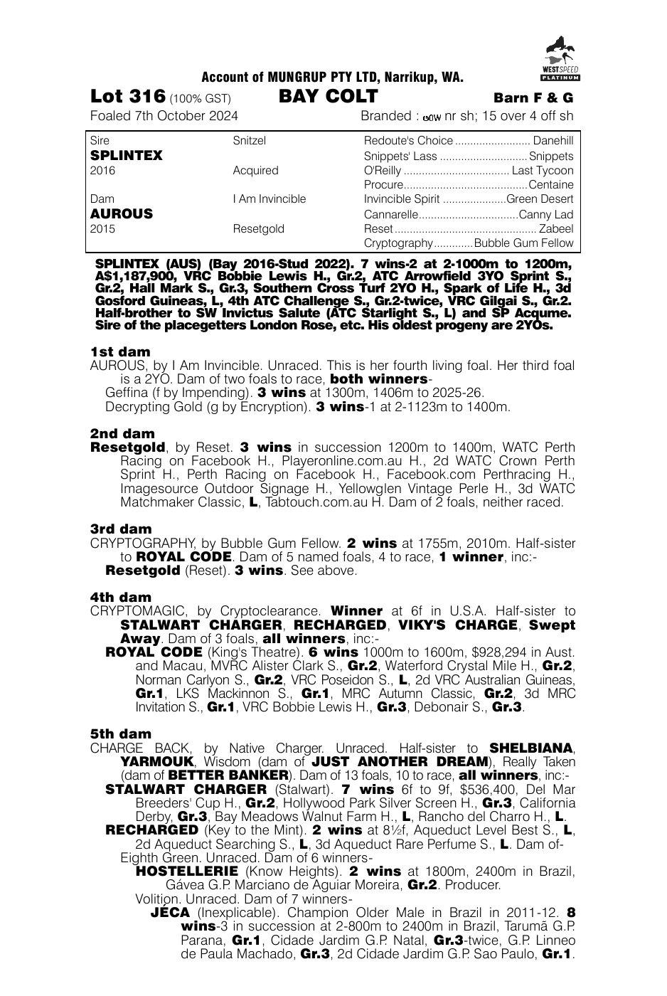 Pedigree - Lot 316