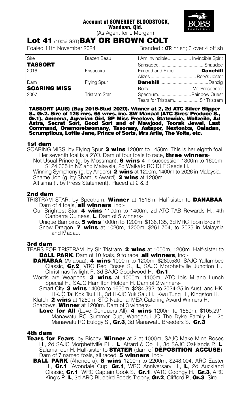 Pedigree - Lot 41