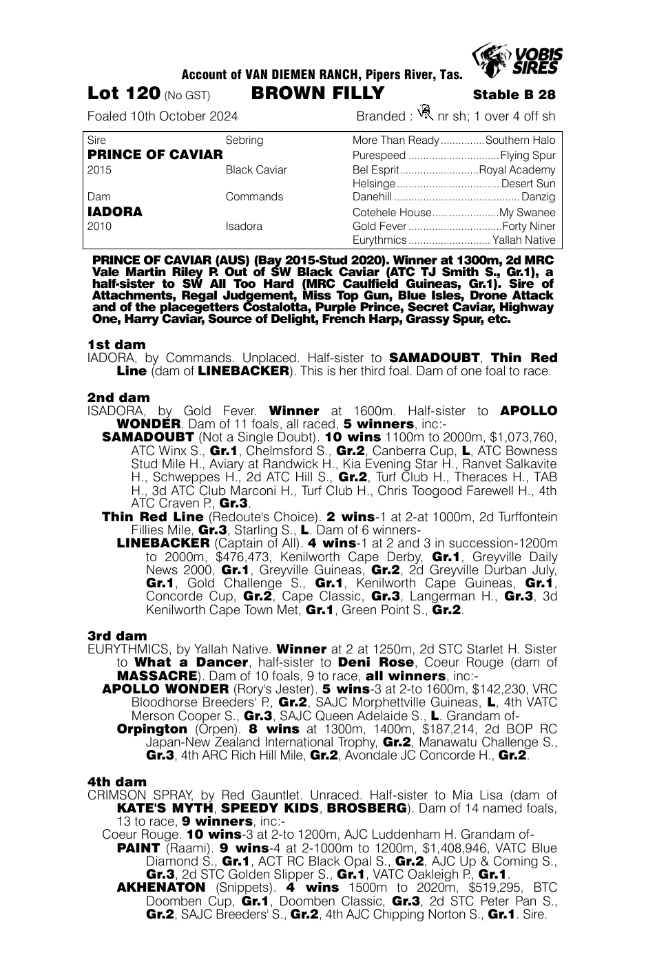 Pedigree - Lot 120
